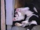 Gangi 8 cuccioli di husky crescono1