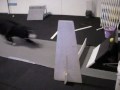 Coal at CMJ's Flyball Scrimmage