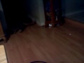 Kino, the Cat who Thinks he's a Dog