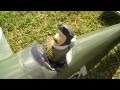 RC idiots, S.E.5a ESC... View Video