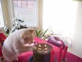 Kitty3.dv
