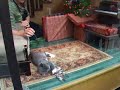 Teasing a Kitten