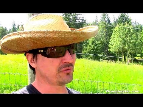 how to plant a grape vine