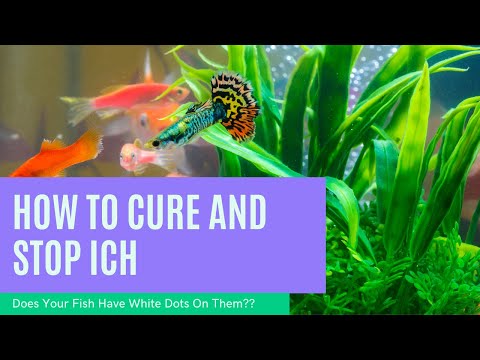 how to cure white spot