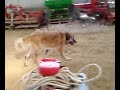 CIPPY ERA AMICO MIO