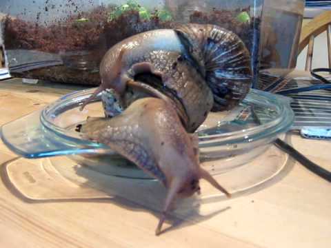 how to care for a giant african land snail