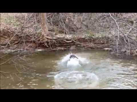 Lab Puppy playing fetch in a creek