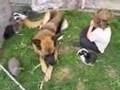 Baby French Lop Rabbits & German Shepherd Cute Family