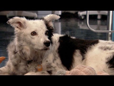 Smart Dogs - Neil Degrasse Tyson introduces you to one amazing K-9. For more, click here: http://abcnews.go.com/Technology/world-smartest-dog-nova-special-shows-border-co...