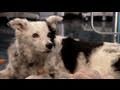 The Dog Who Knows 1000 Words 2/9/2011