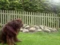 Bosco the Slow Motion Newfoundland Bosco the Slow Motion Newfoundland