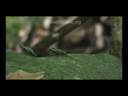 Cute Poison dart frogs courting, chirping, and being silly.