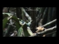 videos de Cute Poison dart frogs courting, chirping, and being silly.