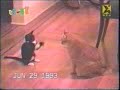 jackass-cat vs cat