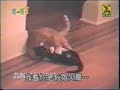 jackass-cat vs cat
