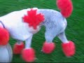 Canada Dog Jecht His new Hair Cut