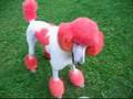 Canada Dog Jecht His new Hair Cut