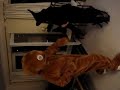 Zippy goes Wild