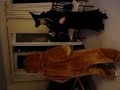 Zippy goes Wild