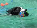 Border Collie Pool Fun - Taj Style!