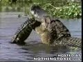 Fish vs Alligator Fish vs Alligator