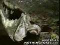 Fish vs Alligator