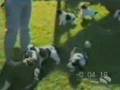Cães malucos