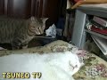 ツネオの眼飛ばしその2
