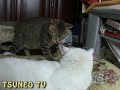 ツネオの眼飛ばしその2