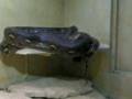 Boa al bioparco di roma