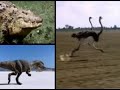 walking with dinosaurs sp 2 the science of big al  1 of 3 
