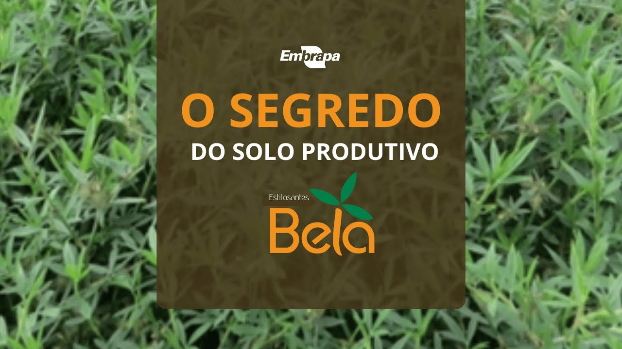Estilosantes Bela | Tecnologia Embrapa para pastagens mais produtivas