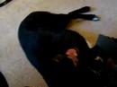 re-dying-dog-as-art-guillermo-vargas-habacuc.html