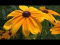 HD Footage Flowers and Clouds