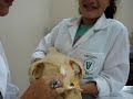 osso occipital osso occipital