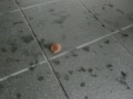 京都駅のまりも