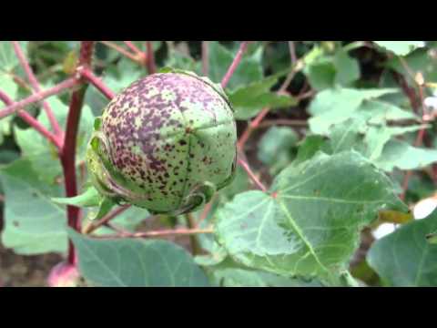 how to grow cotton