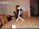 my first lolcat video, plz watch kthnx my first lolcat video, plz watch kthnx
