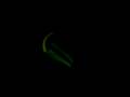 Fly Hiqh , Glow Light Dance