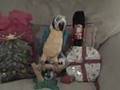 videos de squakers bloop 8