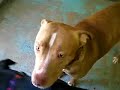 Lola - URGENT! Female AmStaff for adoption
