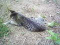 GATOS LOUCOS !