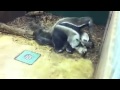Parende miereneters bij Zoo Parc Overloon