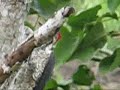 woodpeckers