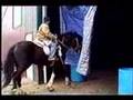 Amery & Beau - Spotted Draft Horses  ~BOTH SOLD 8/08~