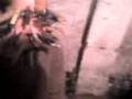 videos de El hombre palillo