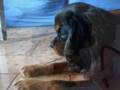 videos de cavalier king