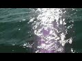 Neptune