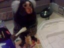 marmosets loves smelly food marmosets loves smelly food