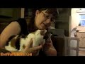 How to brush a cat\